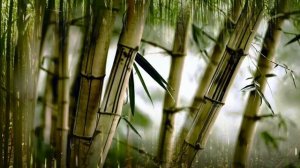 Звук роста бамбука. Вы слышали как растет бамбук?