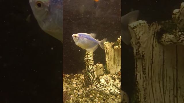 а как эта рыба называется? я ей погоняло дал десантник, из-за цвета ? #аквариум #shorts #like #life смотреть онлайн