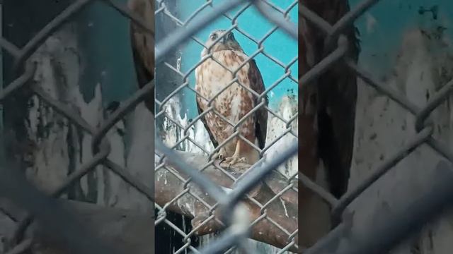 сова в зоопарке душанбе - Zoo in Dushanbe Tajikistan смотреть онлайн