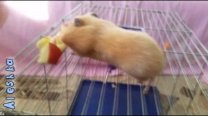 Хомяки прячут еду в щеки.  Это мило.