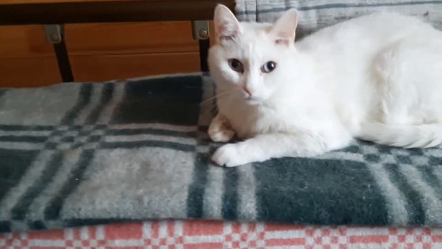 Котики из Ангарска. Семейный приют Дрема. смотреть онлайн