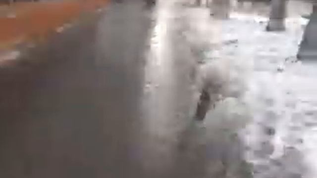 Света Тарасова — «Рыжая дворняга» смотреть онлайн