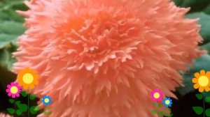 Бегония клубневая (Fimbriata salmon). Краткий обзор, описание характеристик, где купить луковицы