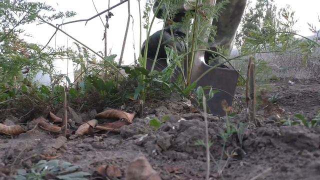 ОГОРОДНЫЕ ДЕЛА! Убираем урожай И ВОТ ЧТО С НИМ ДЕЛАЕМ! наш урожай на огороде смотреть онлайн