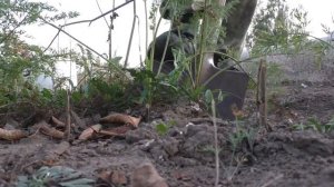 ОГОРОДНЫЕ ДЕЛА! Убираем урожай И ВОТ ЧТО С НИМ ДЕЛАЕМ! наш урожай на огороде