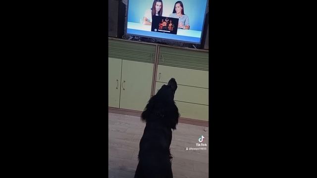 ИЮЛЬСКАЯ КОТОСЕРИЯ?КОТОЖИЗНЬ! смотреть онлайн