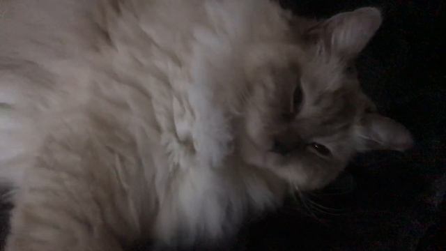 Ragdoll cat - Кошка рэгдолл - утренний сон в любимом месте:) смотреть онлайн