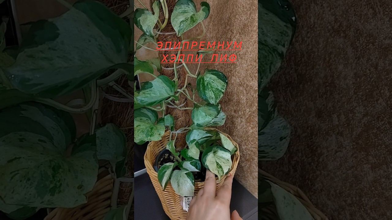 #shorts Эпипремнум Хэппи Лиф - пожалуй,самый неприхотливый домашний #цветок рекомендую смотреть онлайн