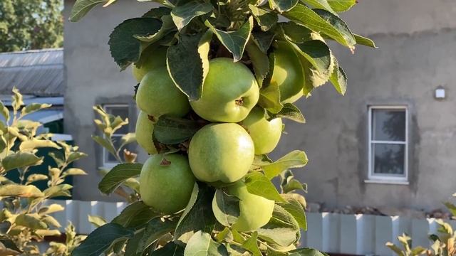 Колоновидная яблоня. Красивые плоды на колоновидных яблонях в моем саду в июле. смотреть онлайн