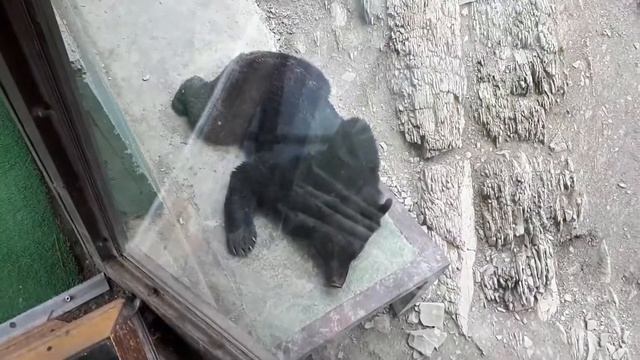 Геленджик. Сафари - парк. Стеклянный пол. Медведи. Волки. смотреть онлайн