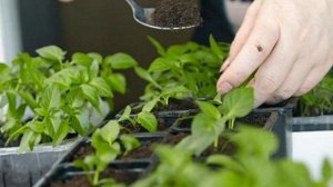 Как остановить вытягивание Рассады. Препараты против вытягивания рассады