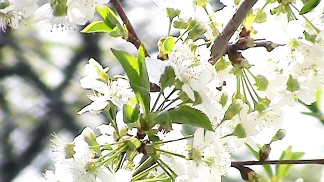 Тестовое виде камеры SONY DSR-SX45//Проверка Батарейки FOR NP-FV100