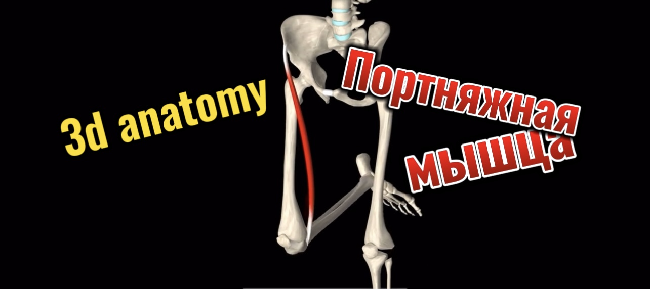 Портняжная мышца. 3d anatomy смотреть онлайн