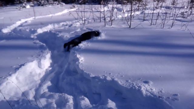 Лабрадор почуел косача в лунке. смотреть онлайн