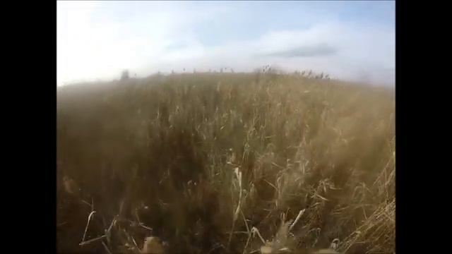 открытие по фазану или грибы в ноябре смотреть онлайн
