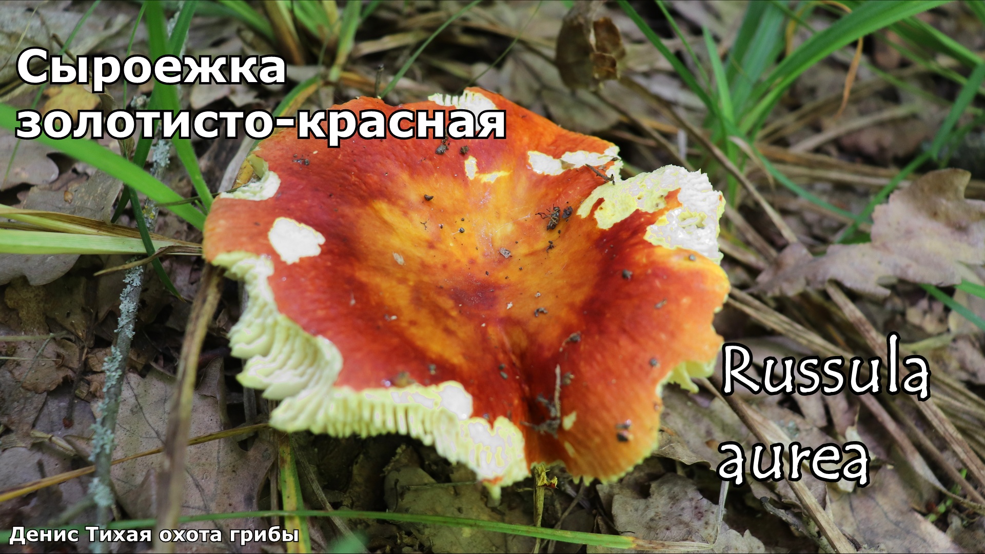 Сыроежка золотисто красная | Russula aurea смотреть онлайн