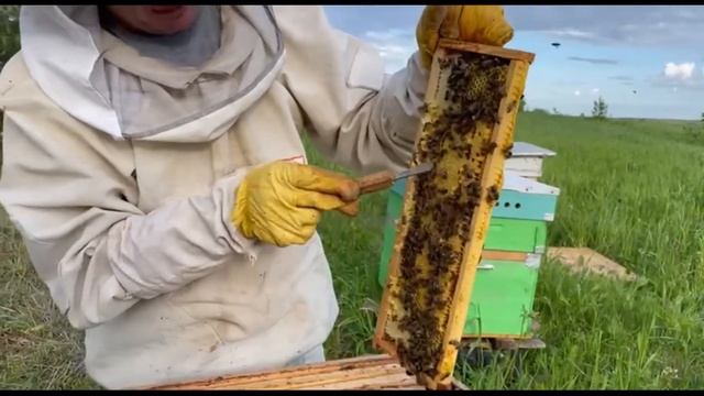 Мёд в сотах. Как его правильно приготовить? смотреть онлайн