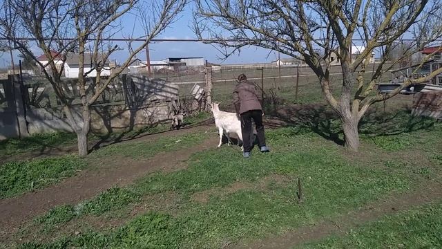 В козьем семействе пополнение :) смотреть онлайн