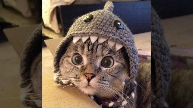 ориентация север (hardstyle remix by yayaheart) sped up смотреть онлайн