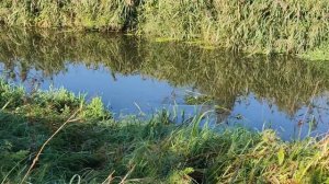 Рыбалка на  попловок в микроречке осенью.Карась, плотва, окунь.#рыбалка #рыбалка2023 #карась