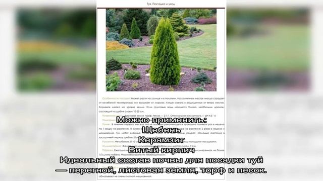Выращивание туи: посадка семенами и черенками, уход, обрезка, болезни смотреть онлайн