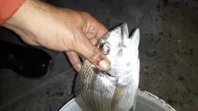 Рыбалка в Греции (на донку)Fishing in Greece смотреть онлайн
