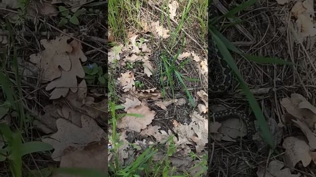 Два года ее искал... 02.05.21 ( В мире животных, Степная гадюка) смотреть онлайн
