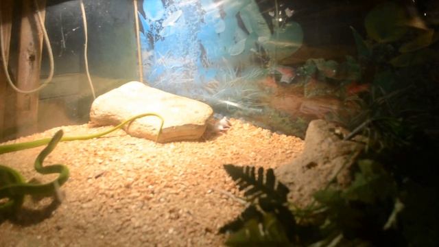 зеленая мамба охотится (green mamba) смотреть онлайн