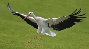 Голоса птиц как поёт Аист Ciconia.mp4