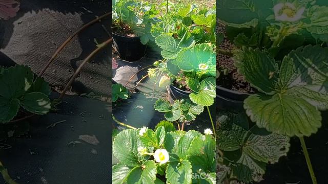 Очередные огородные выходные прошли, впереди рабочая неделя😊. смотреть онлайн