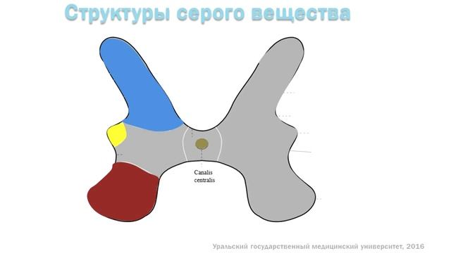 Спинной мозг: топография, строение, функции, кровоснабжение смотреть онлайн