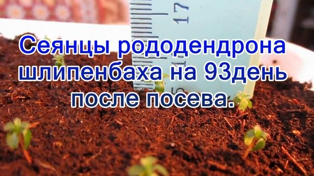 2017г Ранний посев рододендронов Часть 2 смотреть онлайн