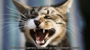 Сколько зубов у кошки: схема челюсти взрослого кота