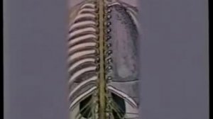 Нервная система: строение и функции