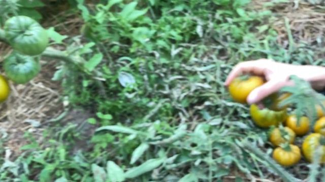 Томат «Изумрудное Яблоко» - зеленый сорт от Агрофирмы "СеДеК" смотреть онлайн