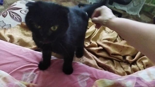 У нас оттепель, Буська будит меня смотреть онлайн