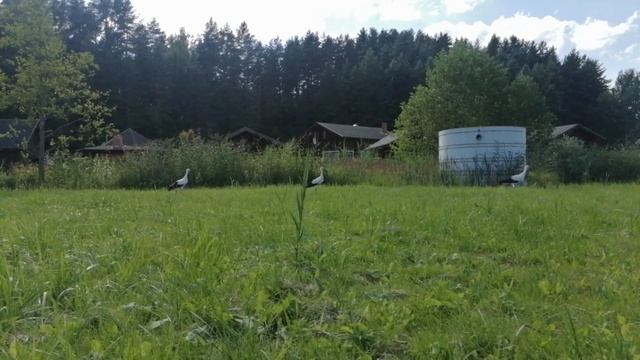 ОТДЫХ В БЕЛАРУСИ| База отдыха Слободка. Браславские озёра. Егор Смиловнко смотреть онлайн