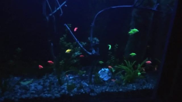 светящиеся рыбки в травнике 280л смотреть онлайн