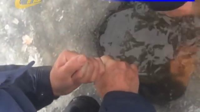 В ЖЕЛЕЗНОГОРСКОМ ВОДОХРАНИЛИЩЕ ПОЙМАЛИ БОЛЬШОГО КАРПА смотреть онлайн