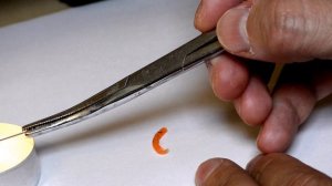 ??как сделать мотыля | своими руками  ?искусственный мотыль?