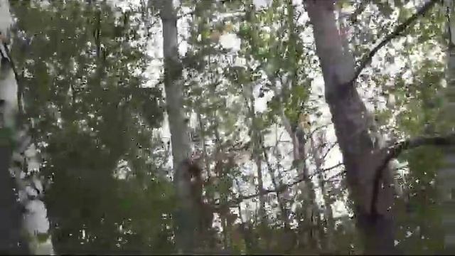 #дача #якутск Белка не боится человека смотреть онлайн