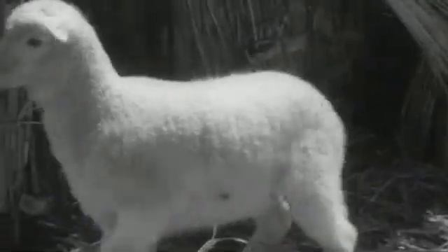 Why is the ram a symbol of the sun? Reflections on history смотреть онлайн