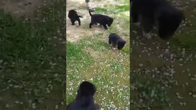 Нужен дом 4 щенка смотреть онлайн