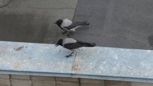 Палка в лоб попала   Karapuzikee–Карапузики