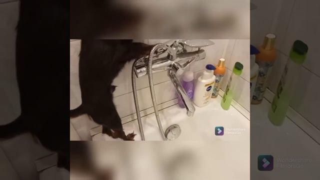 Что делают домашние животные кокда нас 🚫 нет 🐶🐕🐈 смотреть онлайн