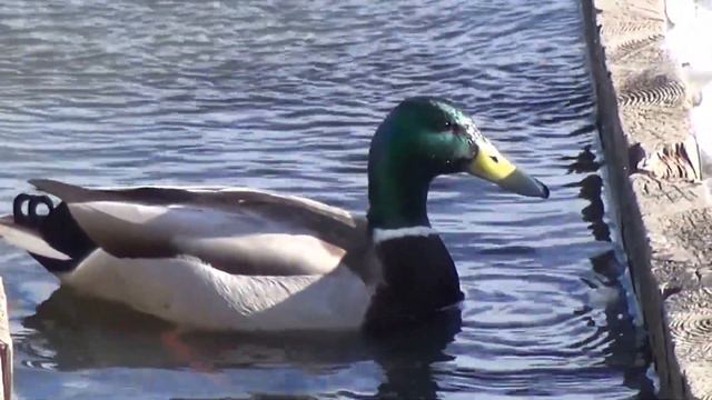 ЛЕТО ЗНАЧИТ БЛИЗКО !!!!!! смотреть онлайн