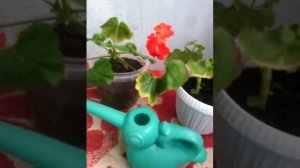 Полив пеларгоний