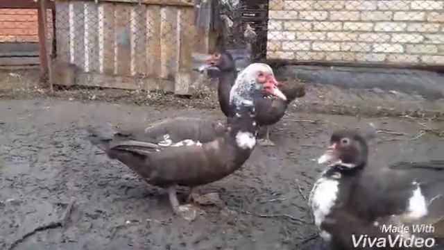 Жизнь глазами утки Гарика|с озвучкой
