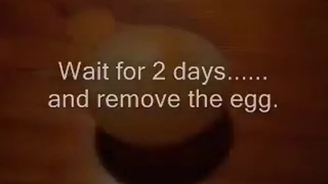 Как с помощью уксуса сделать мячик с яйца.mp4 смотреть онлайн