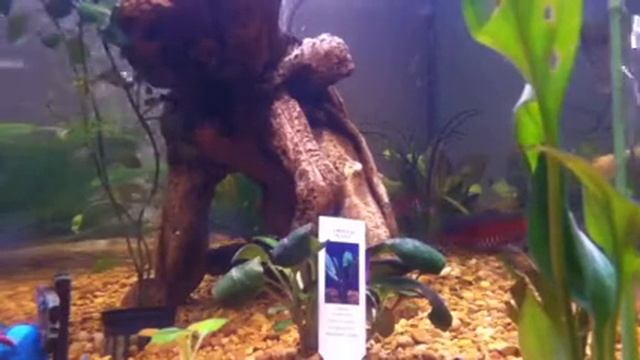 Fishcam 2.0 blind cave fish смотреть онлайн